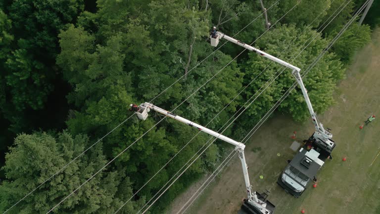 Best Tree Trimming and Pruning  in Staic, CA